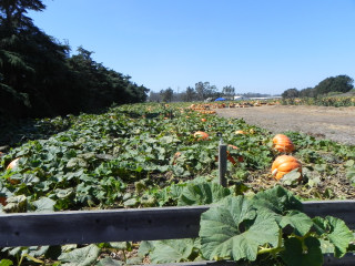 Nipomo Pumpkin Patch Field Picture